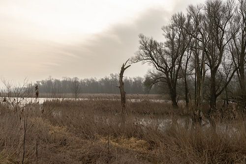 Rustieke ochtend in de Hollandse Biesbosch