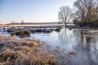Weiland en bomen in de winter, landschapsopname in de ochtend van Fotos by Jan Wehnert thumbnail