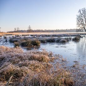 Weiland en bomen in de winter, landschapsopname in de ochtend van Fotos by Jan Wehnert