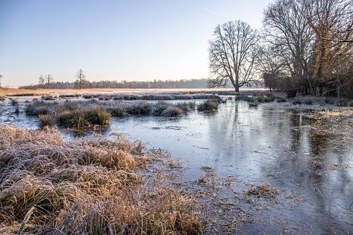 Weiland en bomen in de winter, landschapsopname in de ochtend