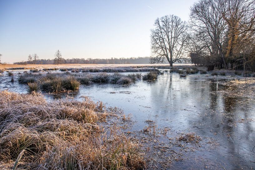 Weiland en bomen in de winter, landschapsopname in de ochtend van Fotos by Jan Wehnert
