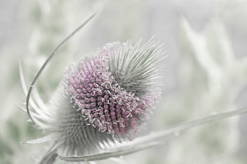 A Touch of Serenity 2. Natuur close-ups.
