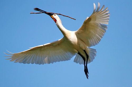 Spoonbill builds its nest
