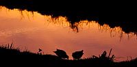 Moorhens in evening light
