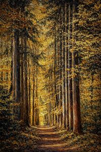 Forêt de Vijlen