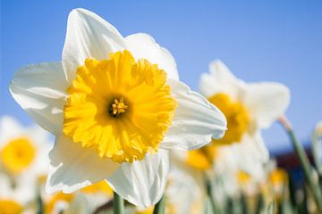 Narcis von Lianne Hermans