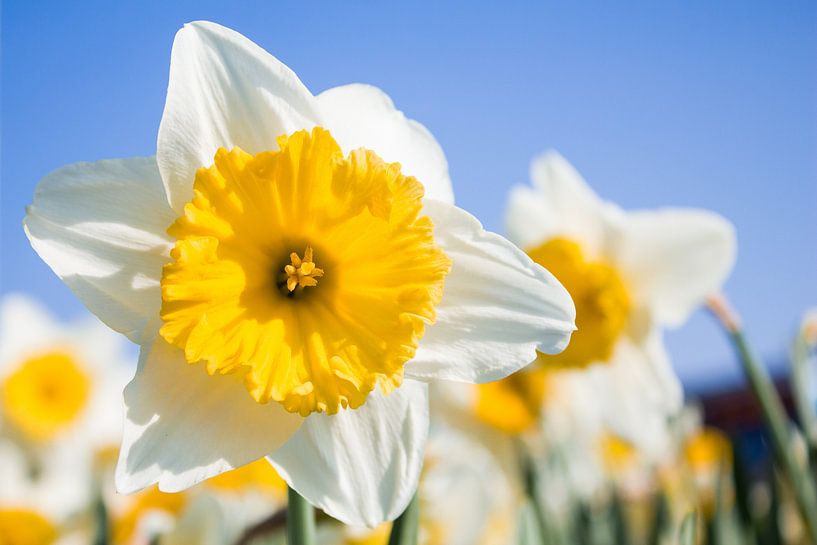 Narcis by Lianne Hermans