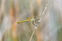 La beauté jaune