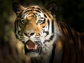 Portrait of a Siberian tiger by ManfredFotos