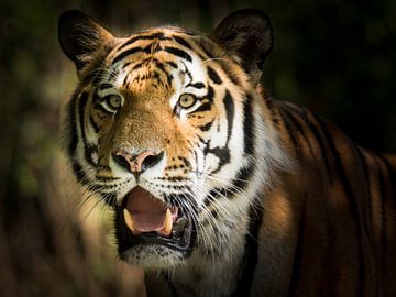 Portret van een Siberische tijger van ManfredFotos