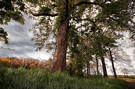 Landscape with tree in frog's perspective