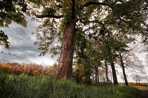 Landschap met boom in kikvorsperspectief