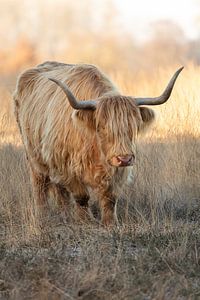 Schottischer Highlander im Sonnenlicht