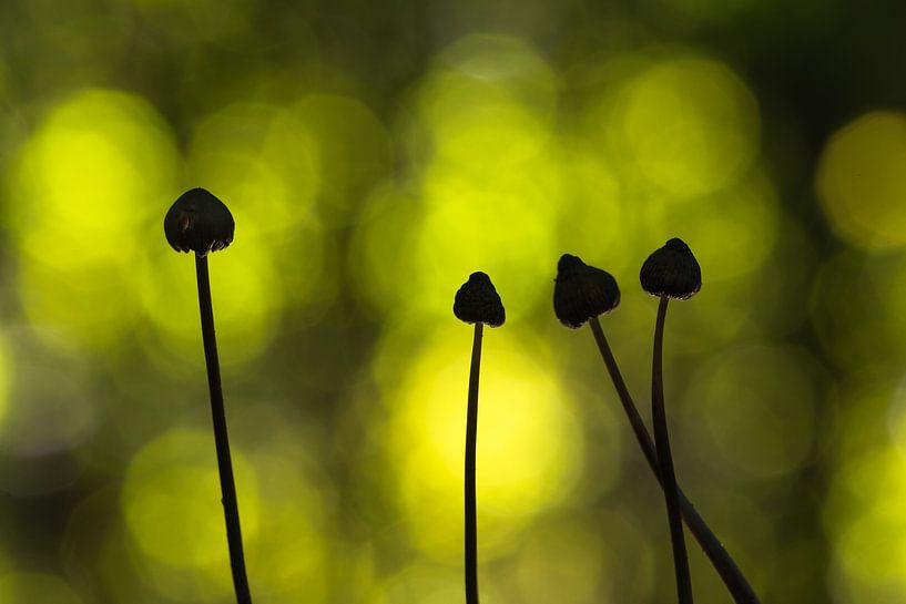 Dancing ballerinas by Rick Goede