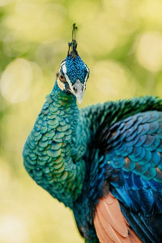 Le véritable œil du paon