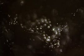 Pearls | Abstract Photo | Fine Art by Nanda Bussers