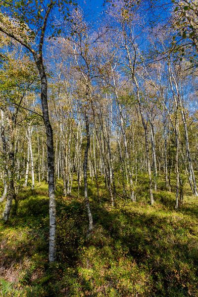 En route dans le parc national de la Rhön par Oliver Hlavaty