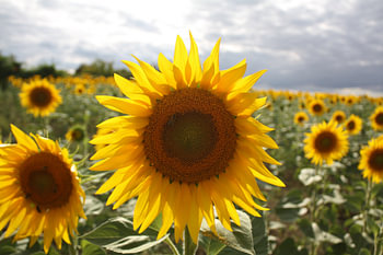 'Lichtgevende' zonnebloem