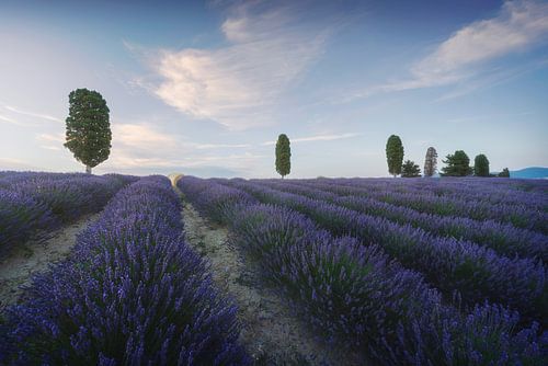 Lavendelvelden en bomen bij zonsondergang. Orciano, Toscane