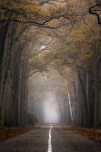 Photographie de la forêt "la route de la maison