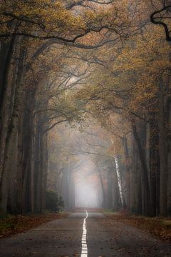 Bos fotografie "the road to home" van Björn van den Berg