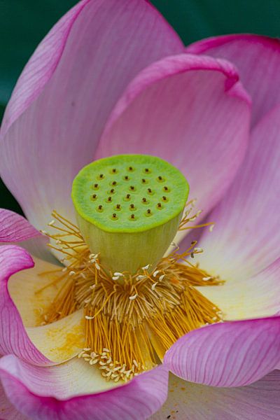 Lotus by ton vogels