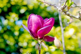 Magentafarbene Magnolie im Bokeh
