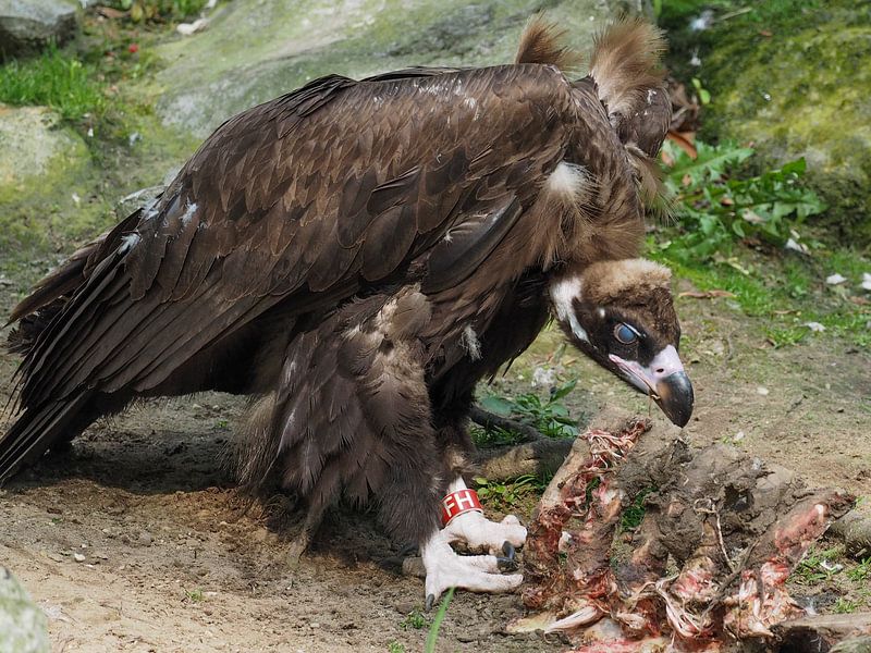Mönchsgeier : Ouwehands Dierenpark von Loek Lobel