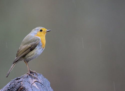 Roodborstje in de regen