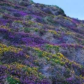 Kleurrijke bloemenzee aan de Engelse Kust van Saskia Pasman