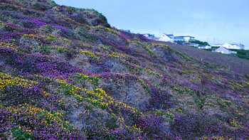 Kleurrijke bloemenzee aan de Engelse Kust