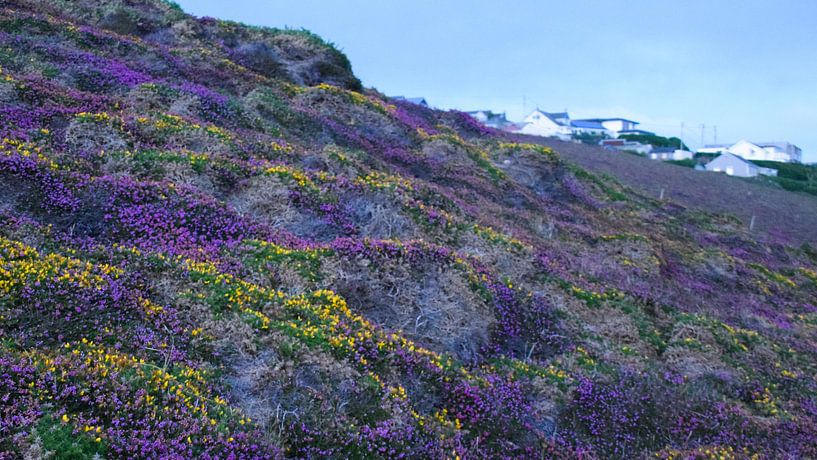 Une mer colorée de fleurs sur la côte anglaise par Saskia Pasman