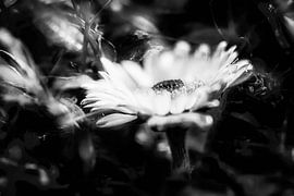 Daisies surrounded by mysticism by Nicc Koch