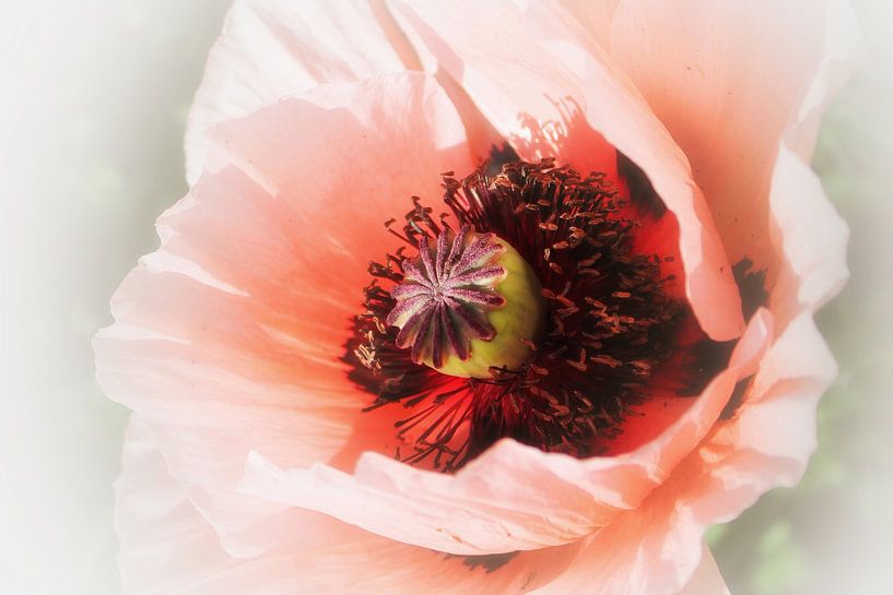 Coquelicot rosé  (rose klaproos ) van Yvonne Blokland