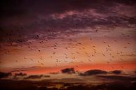 Vögel bei Sonnenaufgang von Frans Van der Kuil Miniaturansicht