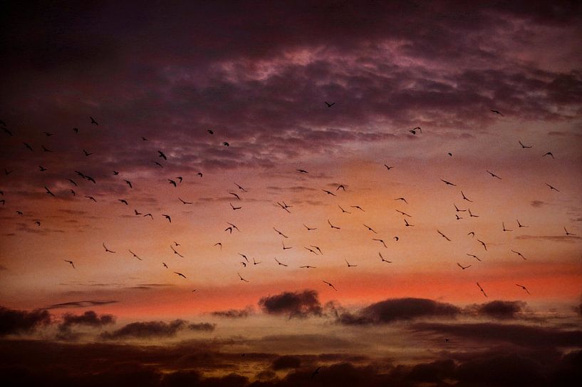 Vögel bei Sonnenaufgang von Frans Van der Kuil