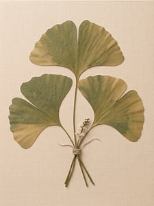 Minimalistisch und stimmungsvoll: Botanische Ginkgo-Blätter