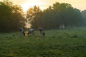 Koeien in de ochtendzon. Koe/stier. van Hessel de Jong