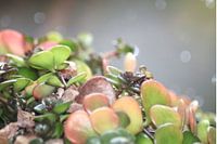 beautiful nature 4 / colourful plant