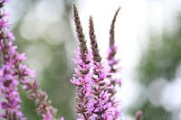 Roze bloemen
