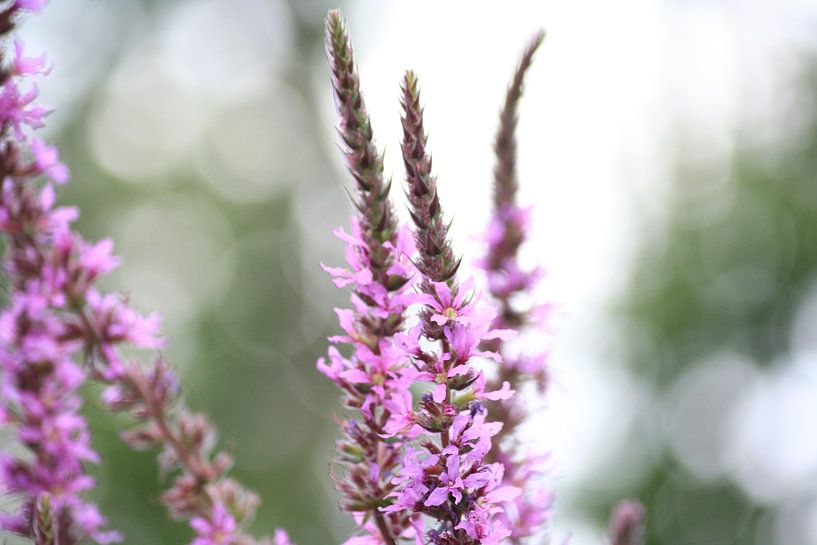 Roze bloemen von Janjaap Van Dijk