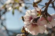 Mandelblüte mit Biene von Herbert Seiffert Miniaturansicht