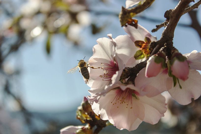 Mandelblüte mit Biene von Herbert Seiffert