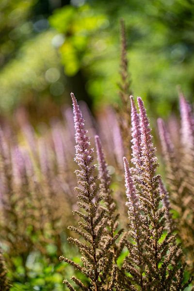 Astilbe Superba van Nikita Sukhinin