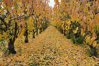 Herbst