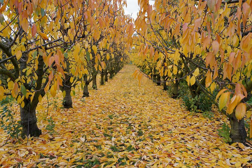 Herbst von Christian Konschewski