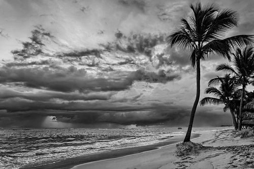 Palm Trees On The Beach