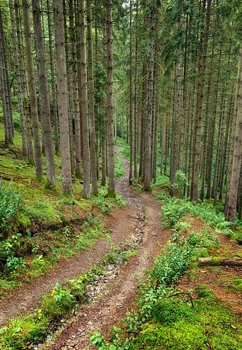 Regenachtig bos, Achouffe, Belgische Ardennen