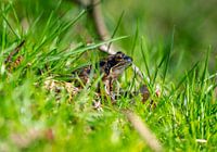 Grenouille dans l'herbe vue de côté