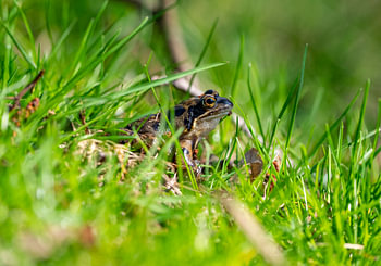Frosch im Gras von der Seite